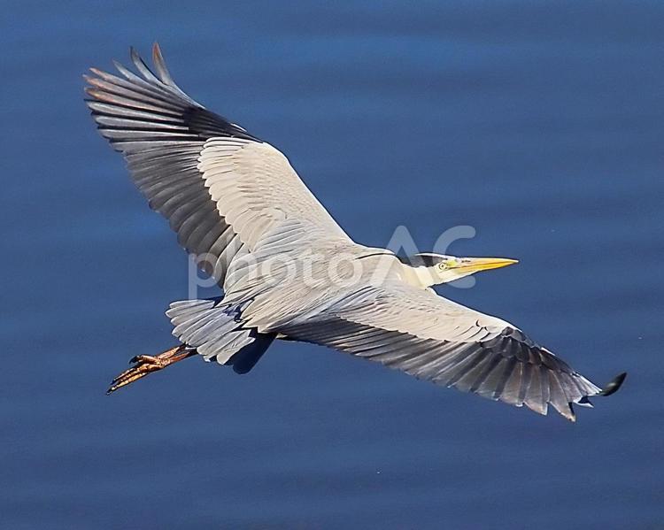 アオサギの飛行 野鳥,アオサギ,青鷺の写真素材