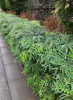 露のついた葉っぱ02 露のついた葉っぱ02 植物,露,雫の写真素材
