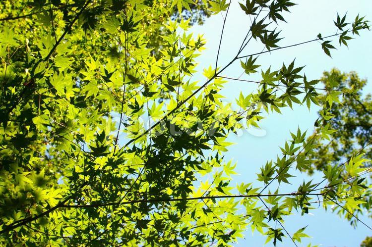 青紅葉と日差しと青空 青紅葉,青空,日差しの写真素材