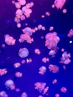 クラゲ クラゲの写真