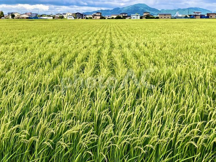 風に揺れる蒼き稲穂 稲,米,コメの写真素材