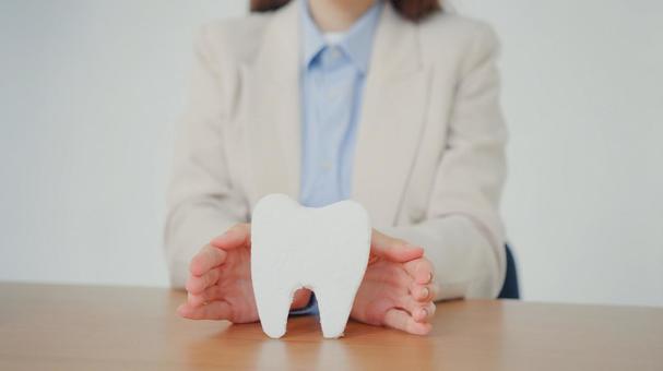 両手で歯の模型を前にする女性 保険業,事務職,接客業の写真素材