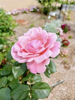 Large Rose, JPG