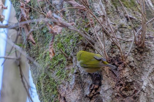 樹皮をついばむメジロ 樹皮をついばむメジロ メジロ,鳥,野鳥の写真素材