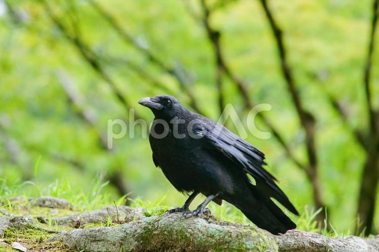 カッコいいカラス カラス,黒色,野鳥の写真素材