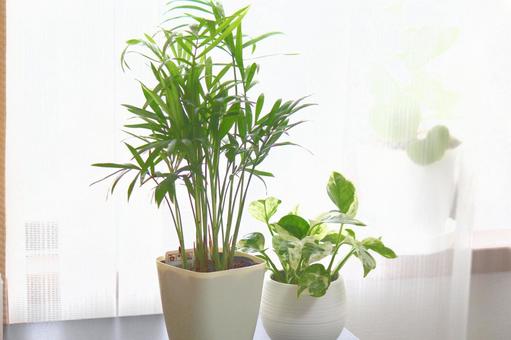 Refreshing houseplant, plante de feuillus, image de l'été, paume de table, JPG