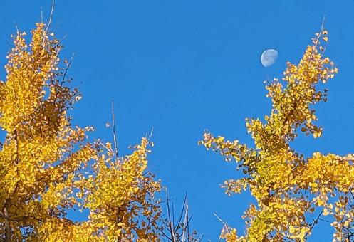 紅葉したイチョウの葉と白い月 紅葉したイチョウの葉と白い月の写真