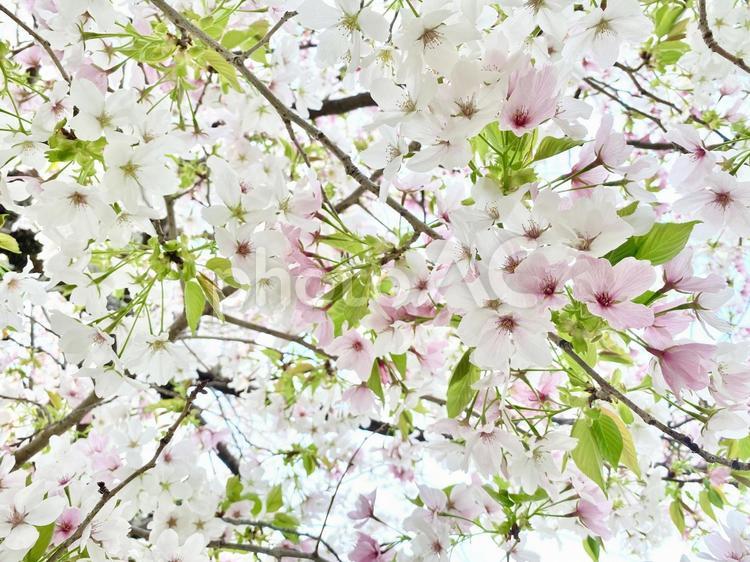 白とピンクと緑の世界 桜,春,3月の写真素材