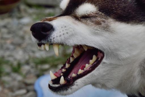 犬 犬の写真