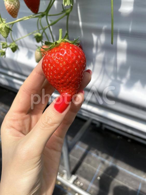 いちご狩りハウス いちご,イチゴ,苺の写真素材
