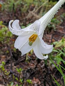 雨に濡れた百合25081 雨に濡れた百合25081 花,百合,百合の花の写真素材