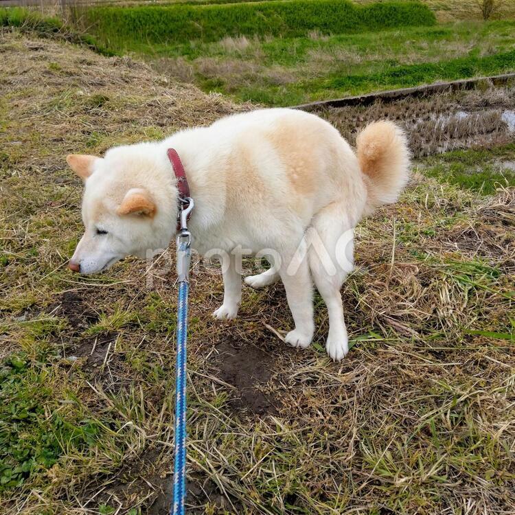 踏ん張ってウンチする白い柴犬 踏ん張る,排便,ウンチの写真素材