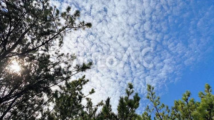秋・松とうろこ雲② 秋,10月,松の写真素材