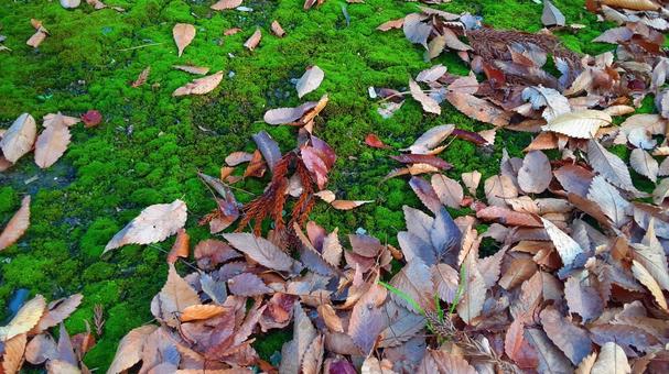 落ち葉が積もった地面・2 枯れ葉,落ち葉,秋の写真素材