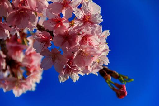 晴天の河津桜 晴天の河津桜の写真