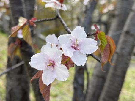 美しいエゾヤマザクラ 桜,花,春の写真素材