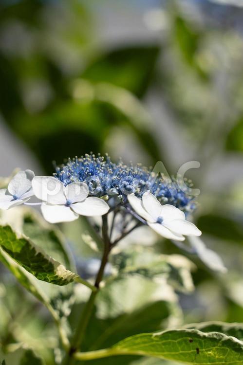 青いガクアジサイ　縦型 紫陽花,あじさい,ガクアジサイの写真素材