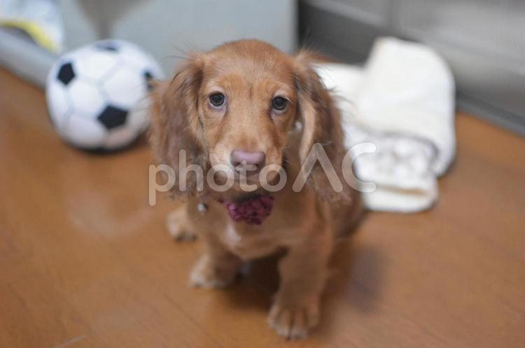 おすわりできたよ！ ミニチュアダックスフンド,ミニチュアダックス,子犬の写真素材