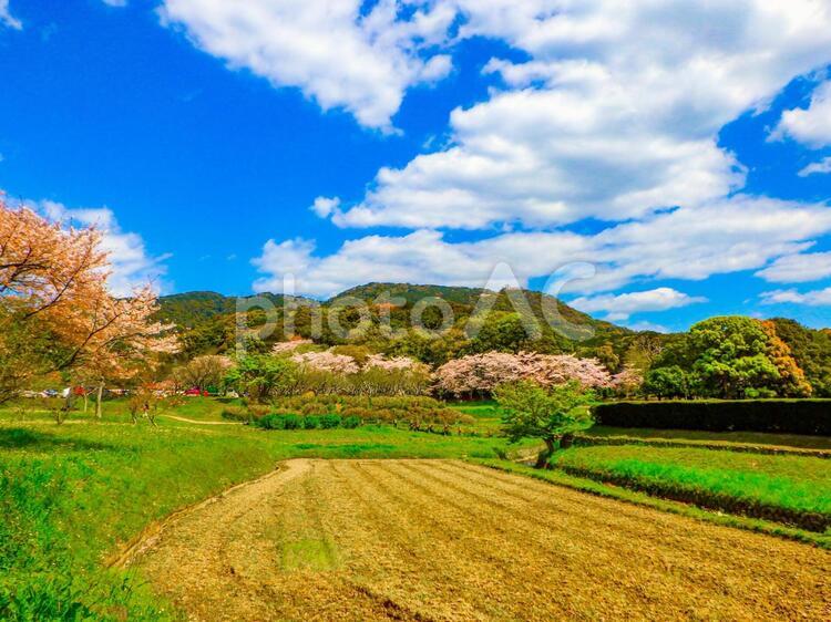 風光明媚な春の風景 風景,青空,空の写真素材