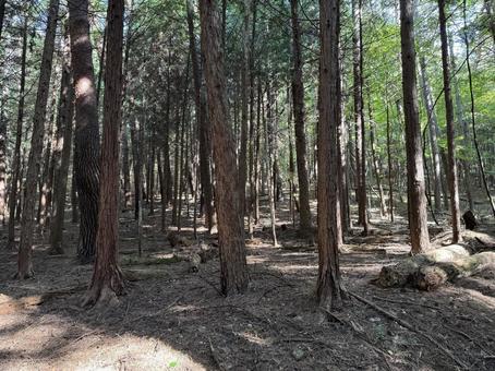 秋の赤松林 秋の赤松林 赤松林,松林,風景の写真素材