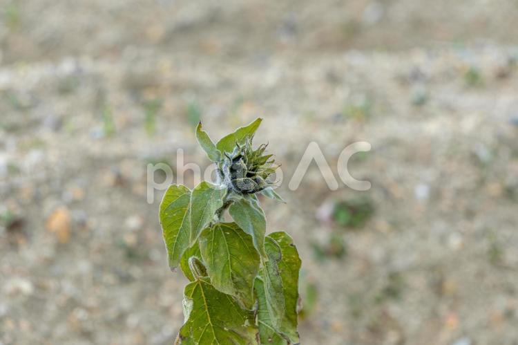 秋に残るヒマワリの蕾 ヒマワリ,蕾,秋の写真素材