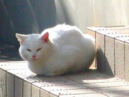 日本の猫 日本の猫の写真