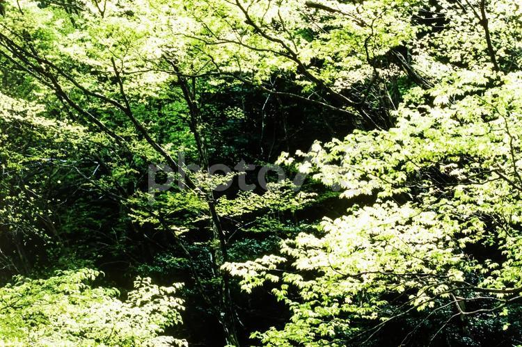 木漏れ日38 春,若葉,植物の写真素材