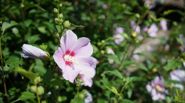 Rose of Sharon flowers blooming in summer, JPG Rose of Sharon flowers blooming in summer, JPG
