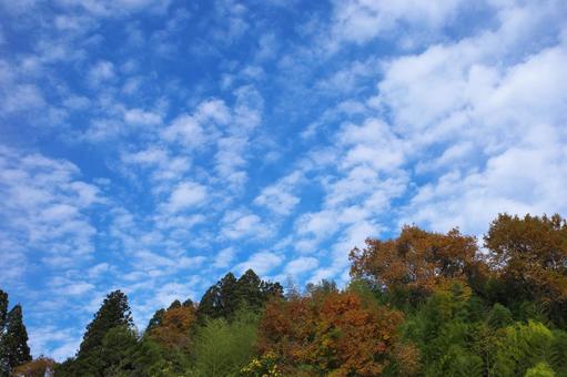 紅葉と青空と雲 紅葉と青空と雲の写真