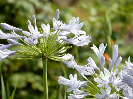 Photo, agapanthus, purple clam, blue, 