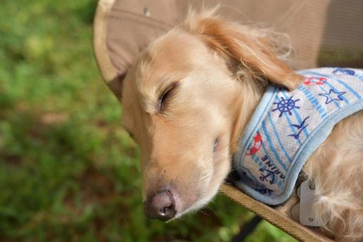 キャンプチェアで気持ちよさそうに寝る犬 キャンプチェアで気持ちよさそうに寝る犬 ミニチュアダックス,ダックスフント,愛犬の写真素材