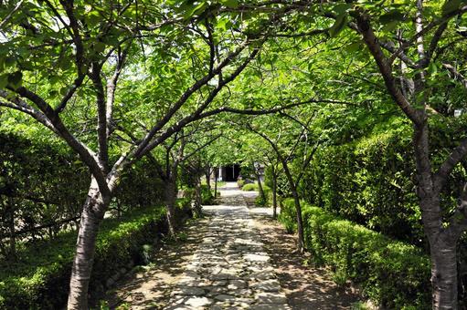 Photo, tunnel, the trees, green, 