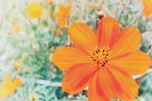 Photo, automne, fleurs, cosmos, 