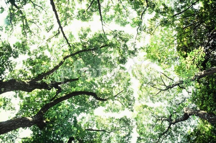 木漏れ日19 春,若葉,植物の写真素材