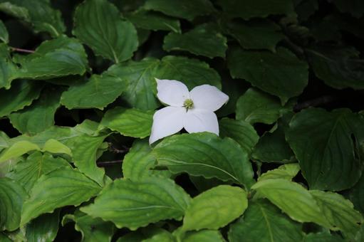 ヤマボウシの花 ヤマボウシの花の写真
