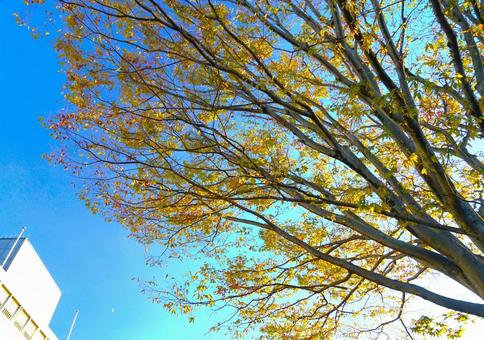秋色の木の葉 木の葉,青空,秋の写真素材