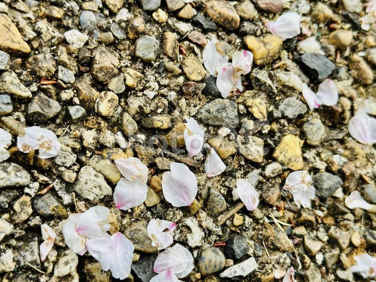 散った桜の花びらと春の余韻 ソメイヨシノ,ピンク,春の写真素材