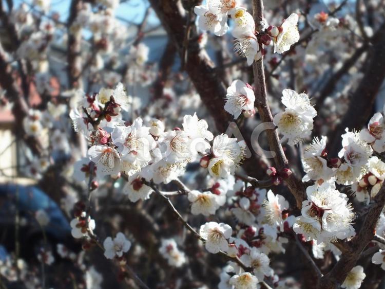 梅の花咲いて春の兆し 梅,白梅,梅の花の写真素材