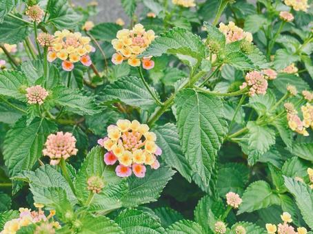 ランタナの花の写真素材 ランタナの花の写真素材の写真