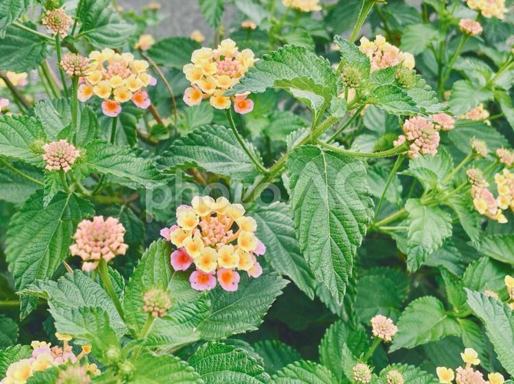 ランタナの花の写真素材 ランタナ,花,植物の写真素材