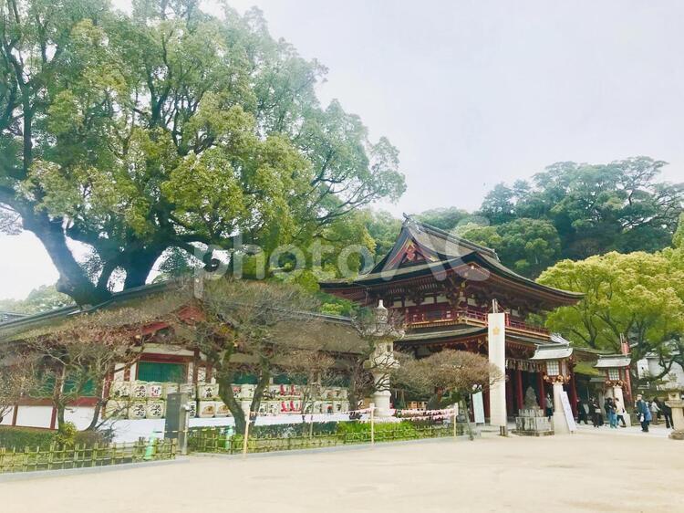 太宰府天満宮　全景 太宰府,福岡,太宰府天満宮の写真素材