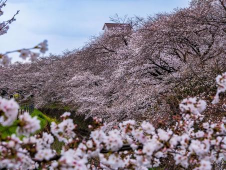 東川の桜並木 桜,春,所沢の写真素材