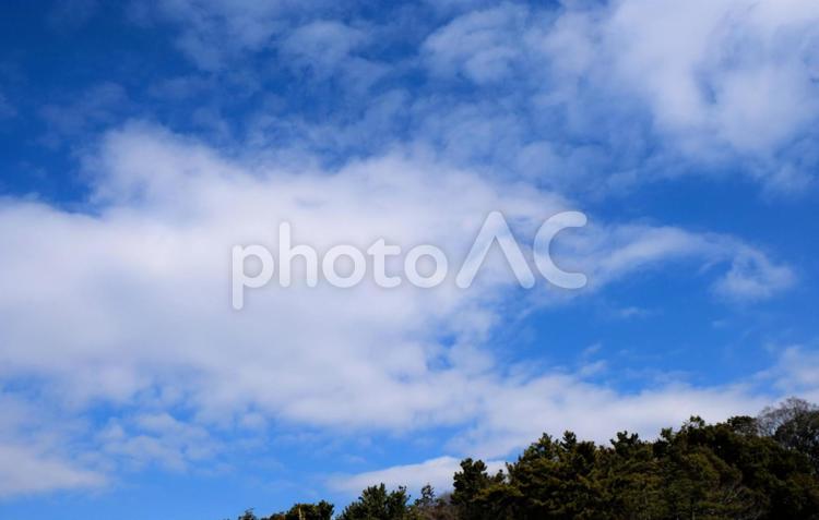 樹木と青空 樹木,青空,広々としたの写真素材