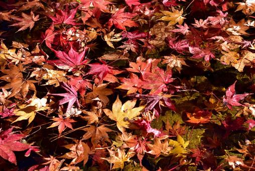 もみじの葉 もみじ,紅葉,秋の写真素材