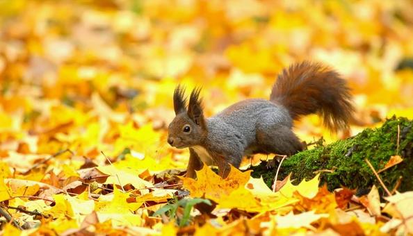 秋の紅葉の中のエゾリス 北海道 秋の紅葉の中のエゾリス 北海道の写真