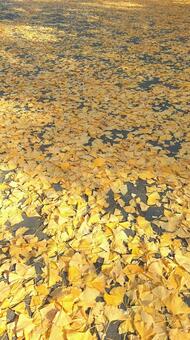 イチョウのじゅうたん① イチョウ,地面,じゅうたんの写真素材