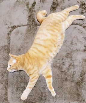 伸びている猫 伸びている猫の写真
