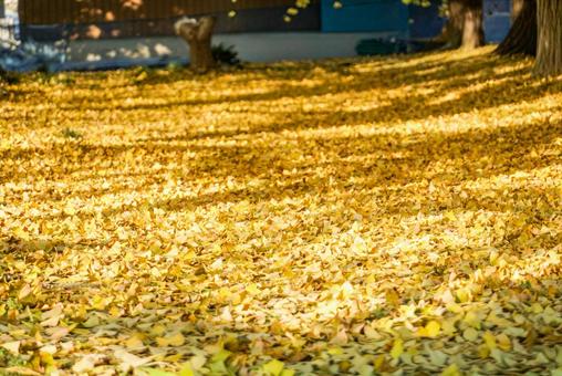 イチョウの絨毯 秋,イチョウ,銀杏の写真素材