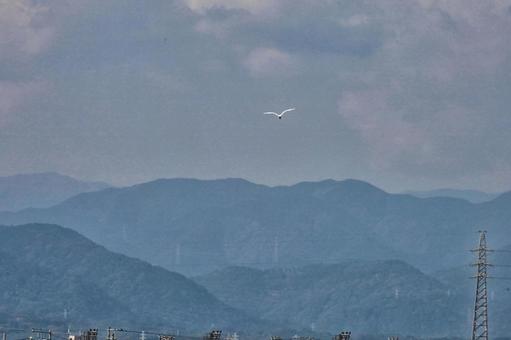 逃げるサギ サギ,鷺,白い鳥の写真素材