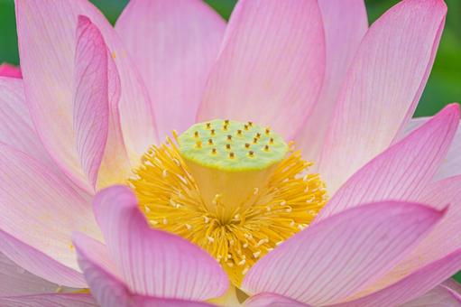 八坂公園の蓮池の写真